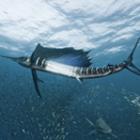 mergulhador_e_fotografo_russo_encanta_o_mundo_com_seus_cliques_subaquaticos