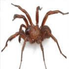 Pesquisadores descobrem nova espécie de aranha nos EUA