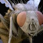 imagens_microscopicas_de_insetos_e_aranhas_em_3d