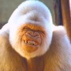 cientistas_dizem_que_alguns_animais_planejam_o_futuro