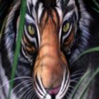 voce_pegaria_esse_tigre