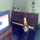 cachorro__canta_e_toca_piano;_assista_