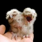 animais_com_duas_cabecas