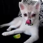 filhote_de_husky_vs_limao