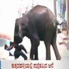 Elefantes invadem cidade indiana e matam uma pessoa