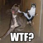 imagens_wtf_3__gatos
