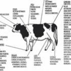 mande_isso_para_um_vegetariano_chato