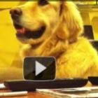 cachorro_que_gosta_de_rock