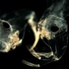 o_assustador_imperio_microscopico_em_uma_gota_d&rsquo;agua