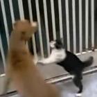 Pitbull vs Gato