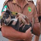 cachorrinho_e_salvo_de_coma_alcoolico_e_recebe_nome_de_whisky_