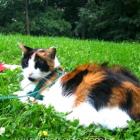 coleira_para_gatos_permite_liberdade_com_seguranca