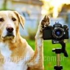 Confira 10 dicas para fotografar seu bichinho de estimação