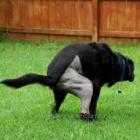 fezes_de_animais_podem_ser_focos_de_transmissao_de_doencas_e_micoses