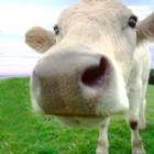 rita_lee_diz_que_participantes_de_&lsquo;a_fazenda&rsquo;_agridem_animais