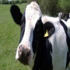 Vacas modificadas geneticamente produzem “leite humano” 