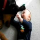 Bebê brincando com Rottweiler