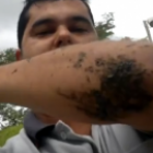 vaca_\fia_numa_egua\