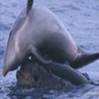 golfinhos_e_baleias_brincam_nas_aguas_hawaianas