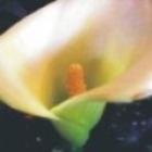 8_mitos_sobre_o_clitoris