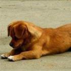 cachorro_e_louvaadeus_conversando_so_podia_sair_besteira