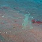 Conheça a Leptocephalus, a enguia transparente