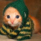 como_cuidar_do_seu_gatinho_no_inverno