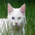 heterochromia_o_incrivel_fenomeno_dos_olhos