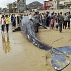 Baleia é encontrada morta em praia da China e corpo vira atração