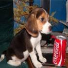 top_cachorros_e_seus_refrigerantes