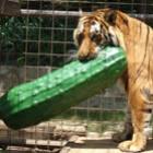 8_gatos_e_1_pepino_enorme