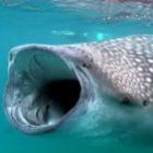 incrivel_encontrado_grupo_de_420_tubaroes_baleia_na_costa_mexicana