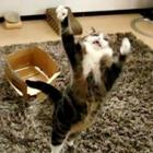 veja_toda_a_habilidade_e_fofura_de_um_gato_brincando_em_camera_lenta