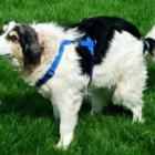 cachorro_sobrevive_a_40_tiros_na_cabeca