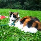 coleira_para_gatos_permite_liberdade_com_seguranca