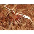 armadilhas_de_aranha