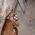 onca_encontrada__no_quintal_de_casa_