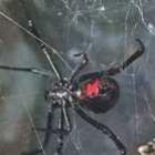 a_perigosa_viuva_negra_lathrodectus_tredecimguttatus