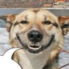 o_cachorro_piadista