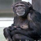  Cena de chimpanzé com filhote morto em seus braços comove a Holanda