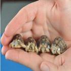 Tartarugas raras do tamanho de moedas nascem em aquário do Reino Unido