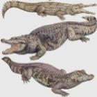 voce_sabe_qual_e_a_diferenca_entre_um_jacare_e_um_crocodilo