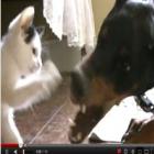 Gatinho enfrenta doberman...