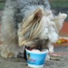 Ice Pet: um sorvete bom pra cachorro!