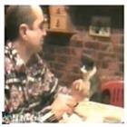 gato_pedindo_comida_igual_a_este_voce_nunca_viu