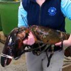 lagosta_gigante_e_pescada_nos_eua
