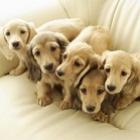 qual_raca_de_cachorro_e_mais_vendida_no_japao_