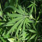 estudo_revela_que_vovos_psicodelicos_estao_fumando_mais_maconha_do_que_nunca_