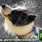 veja_o_que_acontece_quando_um_cachorro_se_chacoalha_pra_secar