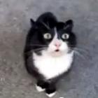 chocante__gato_possuido